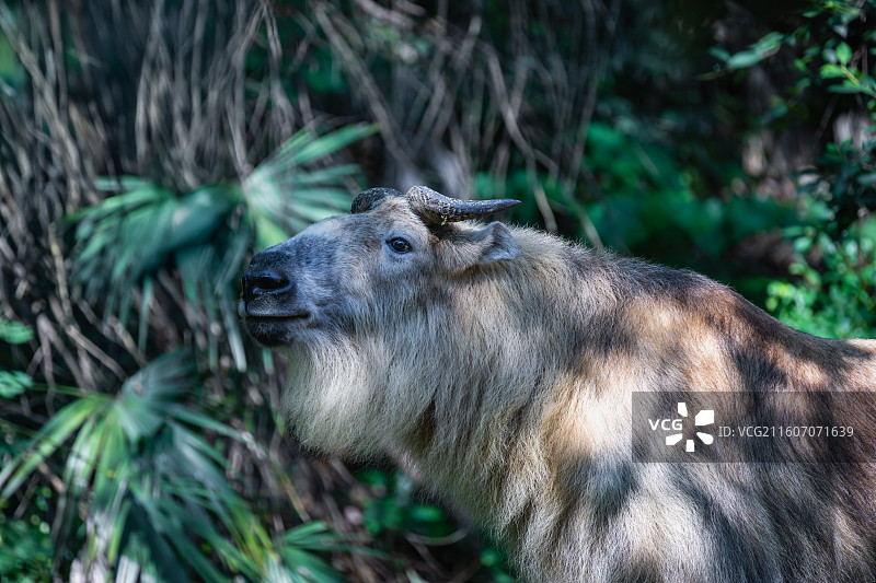 四川羚牛/扭角羚图片素材