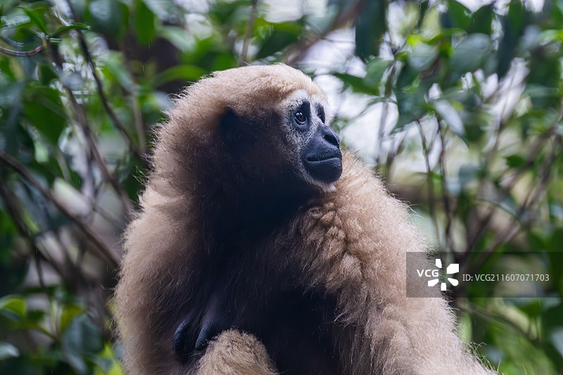 雌性东白眉长臂猿图片素材