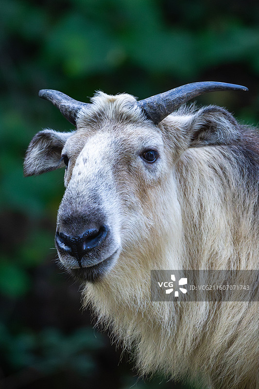 四川羚牛/扭角羚图片素材