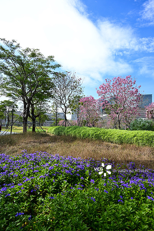 深圳太子湾公园绿植花卉花海景观图片素材