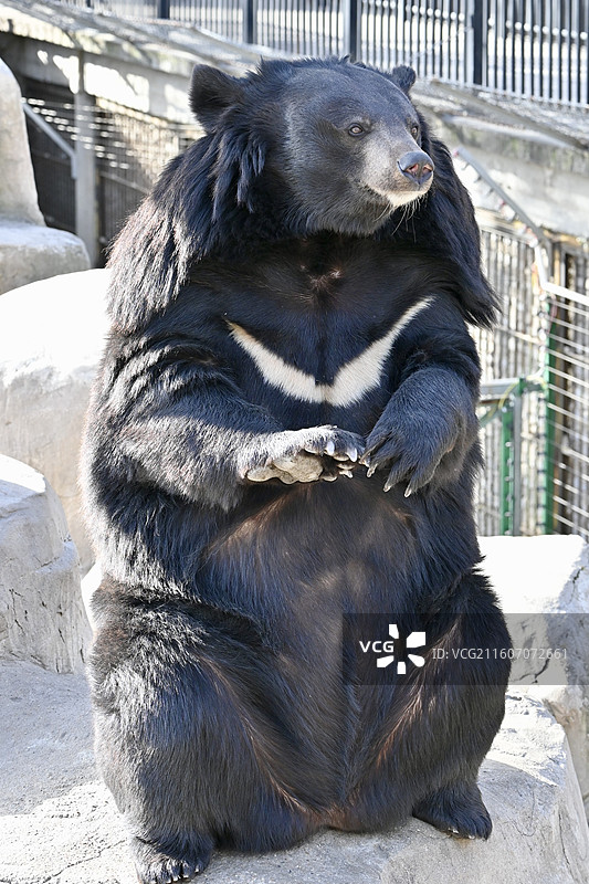 黑熊（石家庄动物园拍摄）图片素材