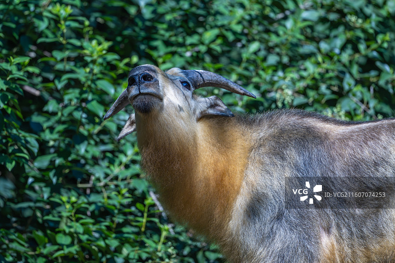 四川羚牛/扭角羚图片素材