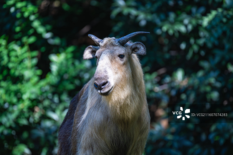 四川羚牛/扭角羚图片素材