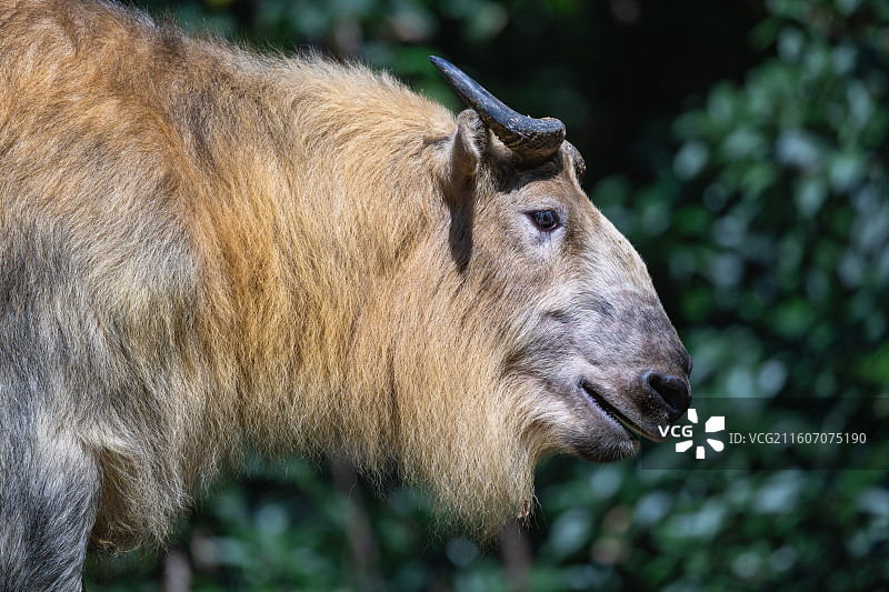 四川羚牛/扭角羚图片素材