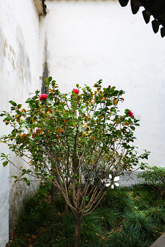 苏州园林拙政园春天风光组图图片素材