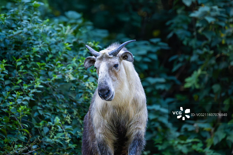 四川羚牛/扭角羚图片素材
