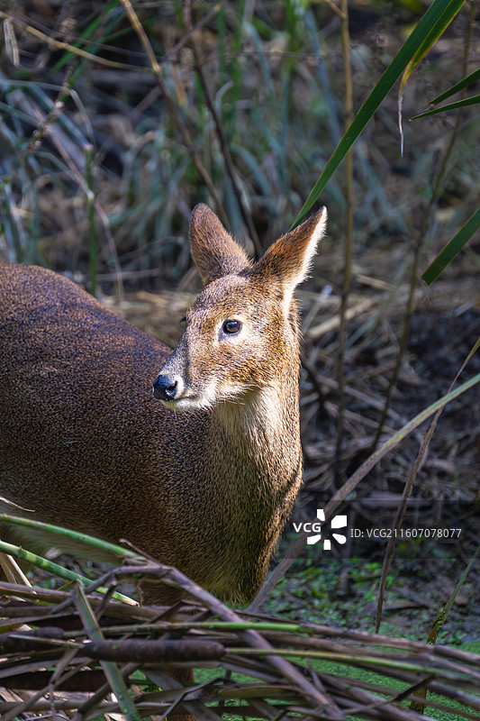 獐子图片素材