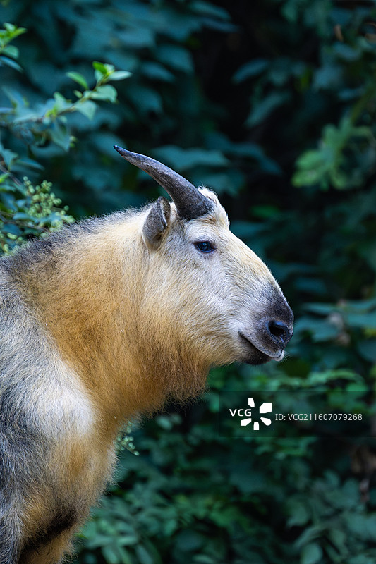 四川羚牛/扭角羚图片素材