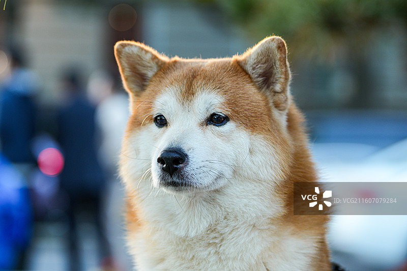 可爱的秋田犬图片素材