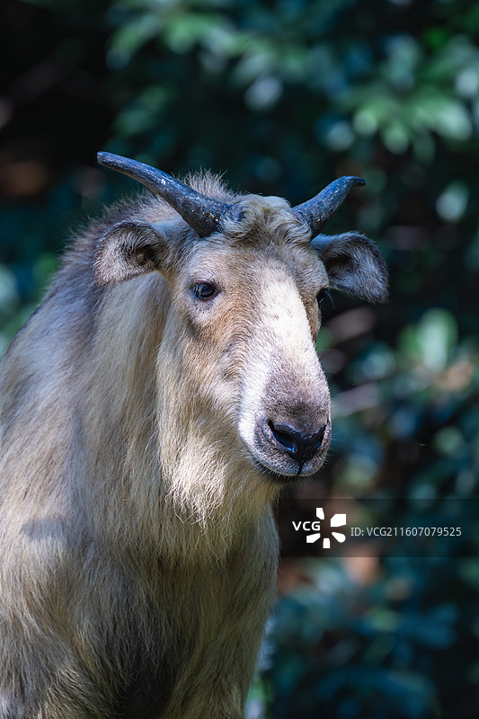 四川羚牛/扭角羚图片素材