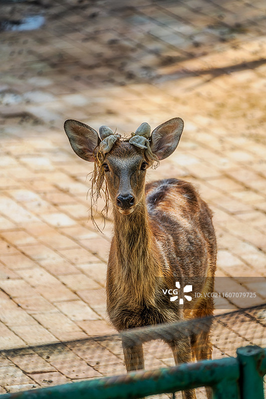 柳州动物园梅花鹿的特写镜头图片素材