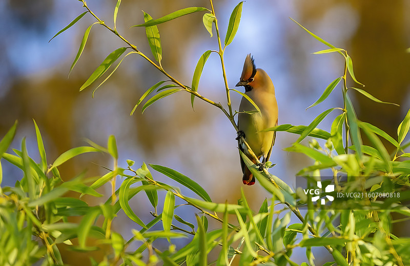 太平鸟图片素材
