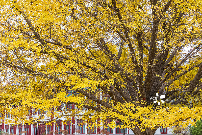 北京海淀北京大学深秋五彩斑斓天然图画图片素材