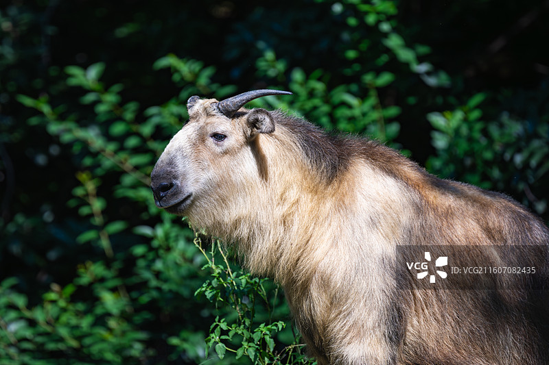 四川羚牛/扭角羚图片素材