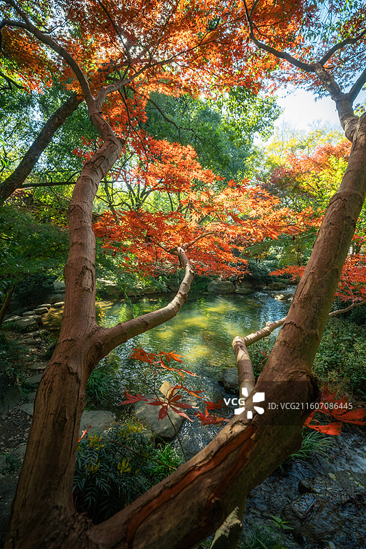 中国茶博园双峰馆区秋天枫叶图片素材