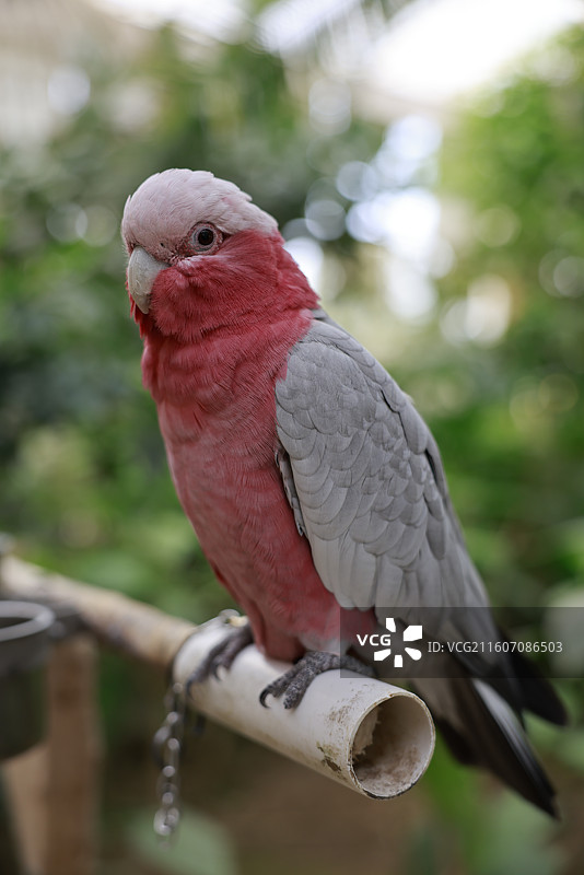 亚马逊鹦鹉、金刚鹦鹉、葵花鹦鹉、折衷鹦鹉、吸蜜鹦鹉、彩虹吸蜜鹦鹉、栗额金刚鹦鹉、粉红凤头鹦鹉、非洲灰图片素材