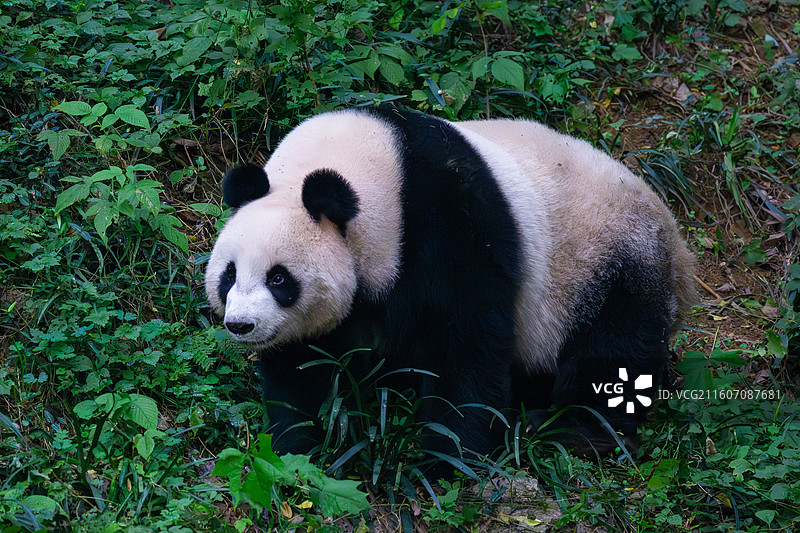 大熊猫图片素材