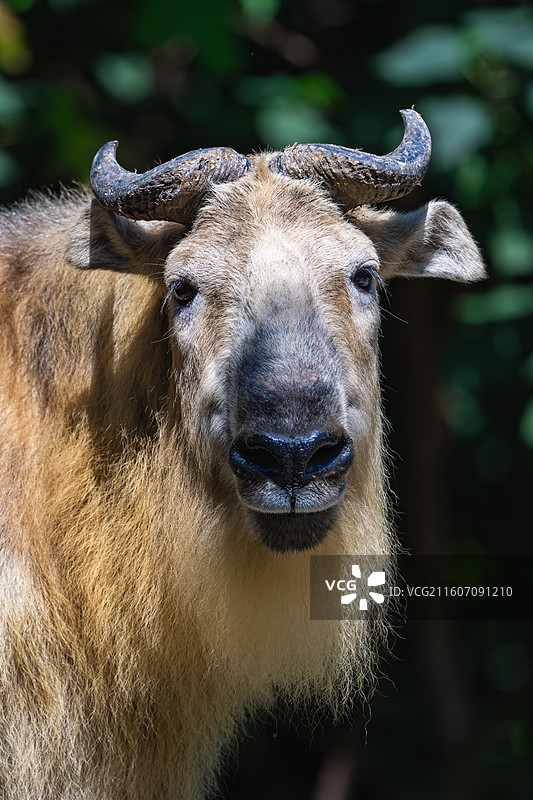 四川羚牛/扭角羚图片素材