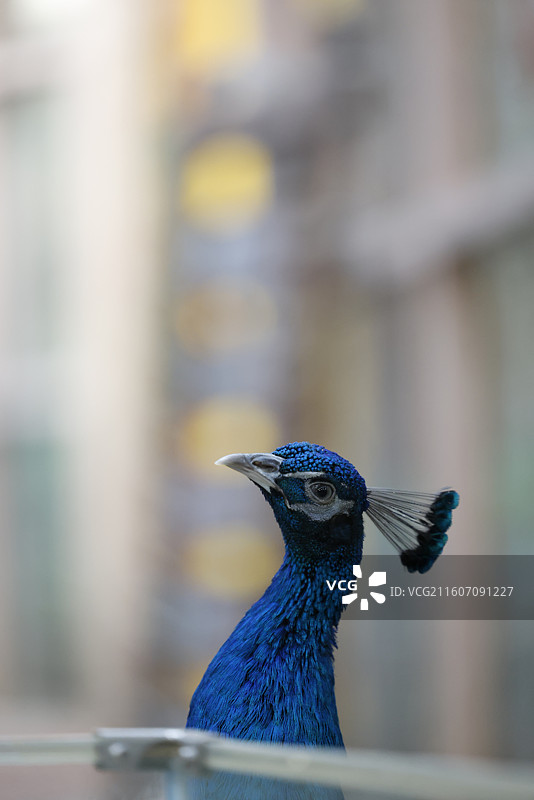 孔雀、蓝孔雀、绿孔雀、动物、飞禽、飞鸟、家禽图片素材