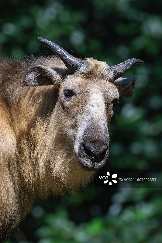 四川羚牛/扭角羚图片素材