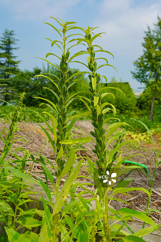 江苏省南通市，海安市，废弃游乐园图片素材