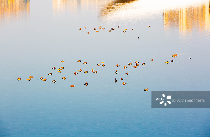 春江水暖鸭先知图片素材