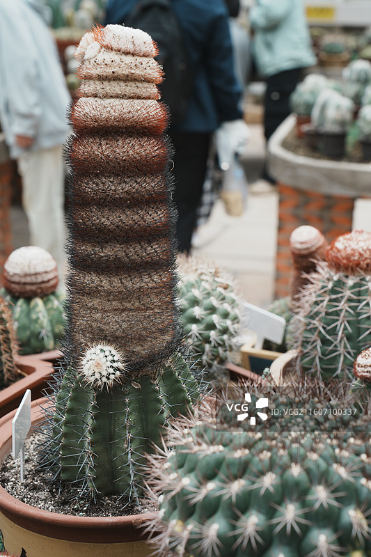 厦门园林植物园多肉植物区图片素材