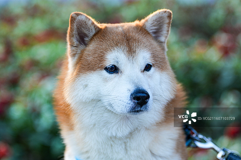 可爱的秋田犬图片素材