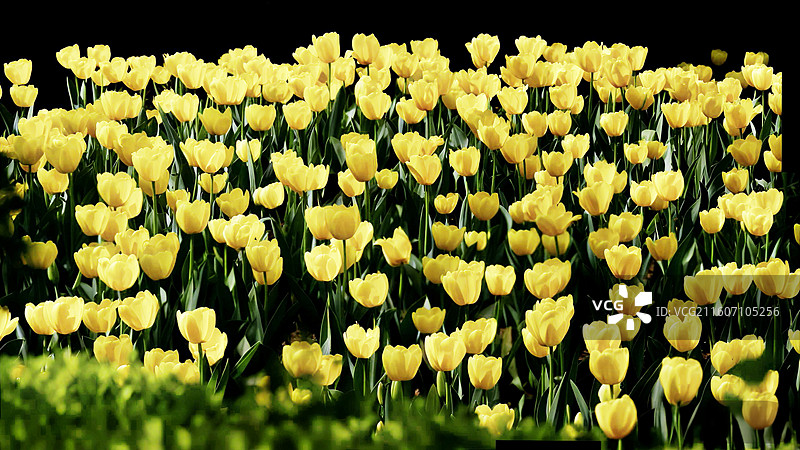 郁金香是百合科多年生球根花卉，花单朵顶生，呈杯状或碗状，花色丰富，艳丽夺目，是荷兰等国的国花图片素材