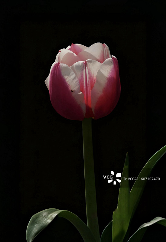 郁金香是百合科多年生球根花卉，花单朵顶生，呈杯状或碗状，花色丰富，艳丽夺目，是荷兰等国的国花图片素材