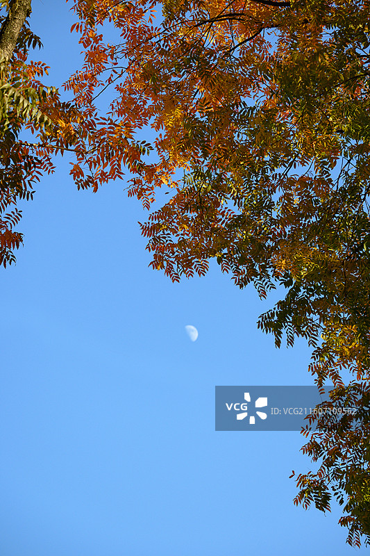 秋天秋景枫叶无患子黄色剪影图片素材
