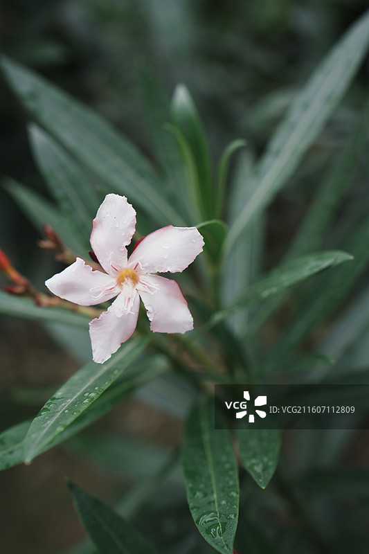 厦门园林植物园雨林世界图片素材