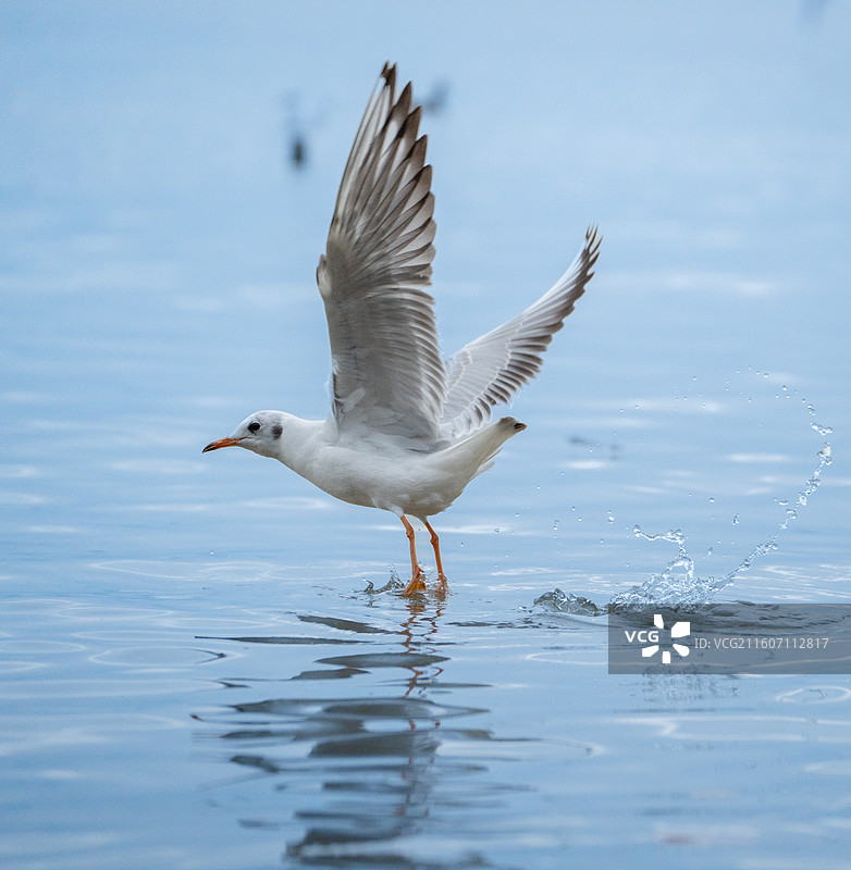 深圳湾公园的海鸥抢食人类投喂的面包图片素材