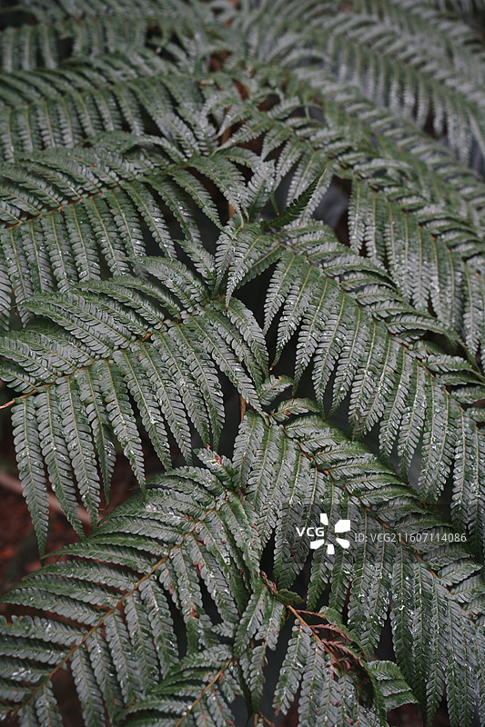 厦门园林植物园雨林世界图片素材