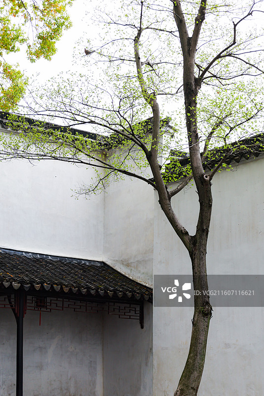 苏州园林拙政园春天风光组图图片素材