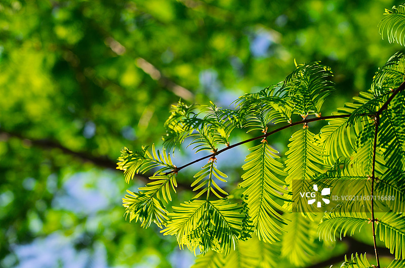 青岛中山公园特写翠绿杉树树叶树枝图片素材