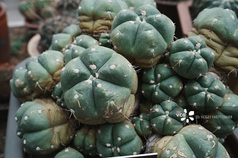 厦门园林植物园多肉植物区图片素材