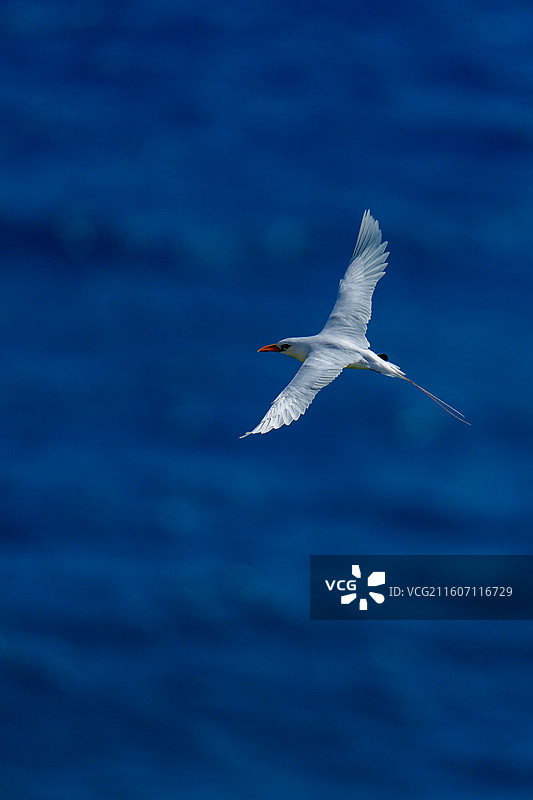 飞翔的红尾鹲图片素材