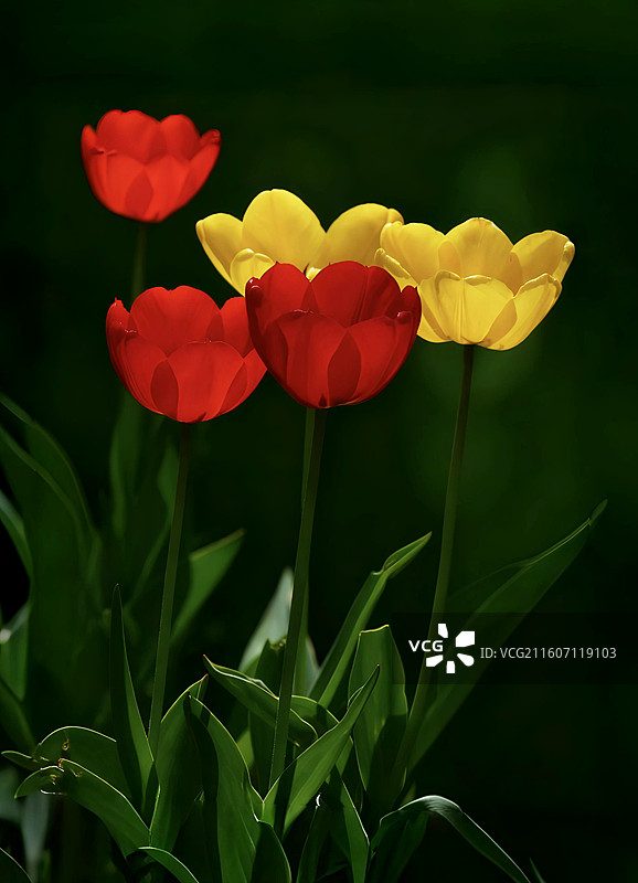 郁金香是百合科多年生球根花卉，花单朵顶生，呈杯状或碗状，花色丰富，艳丽夺目，是荷兰等国的国花图片素材