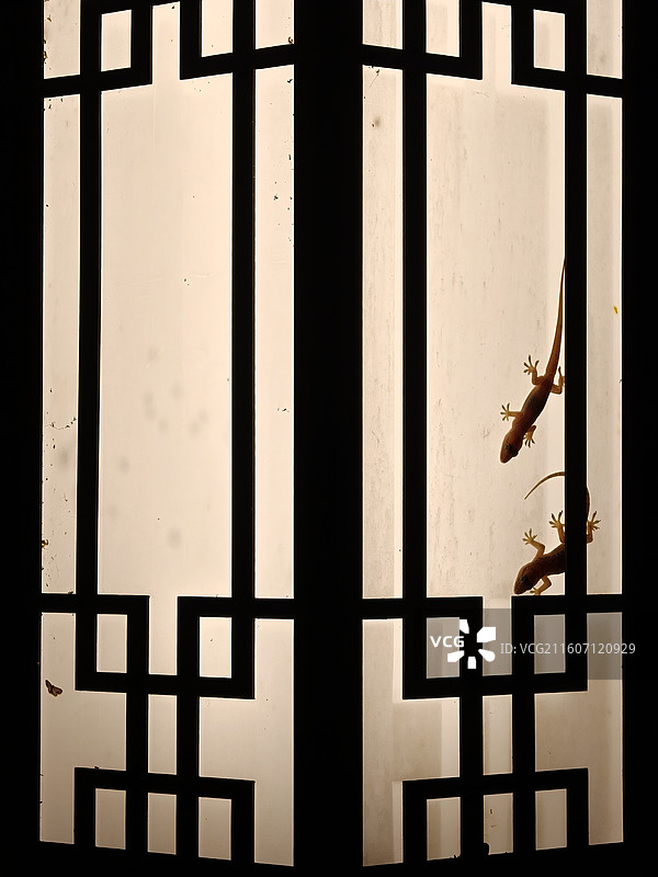 路灯牌上一对等待捕食飞虫的壁虎图片素材