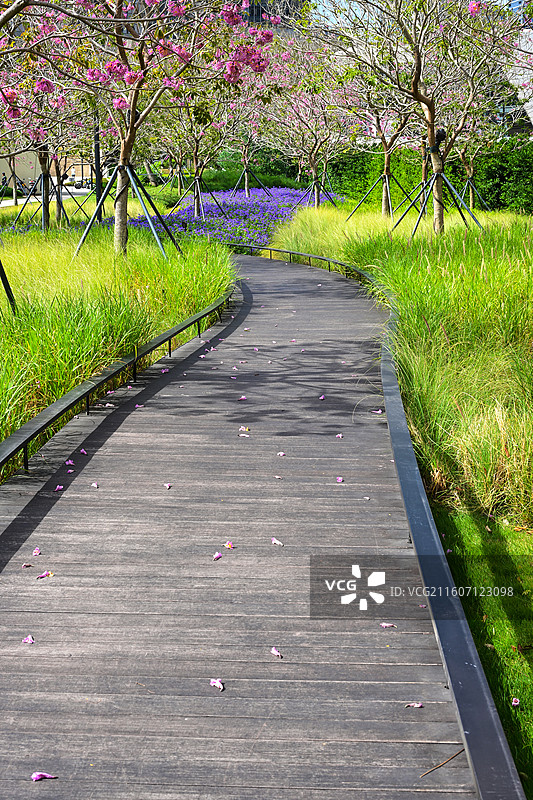 深圳太子湾公园中繁花盛开的步道景观图片素材