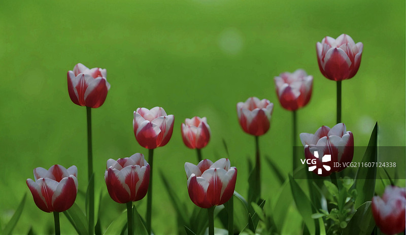 郁金香是百合科多年生球根花卉，花单朵顶生，呈杯状或碗状，花色丰富，艳丽夺目，是荷兰等国的国花图片素材