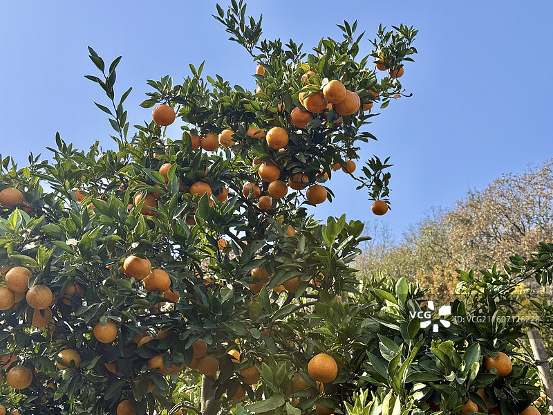 嘉兴海盐南北湖风景名胜区北湖村橘园橘子树图片素材