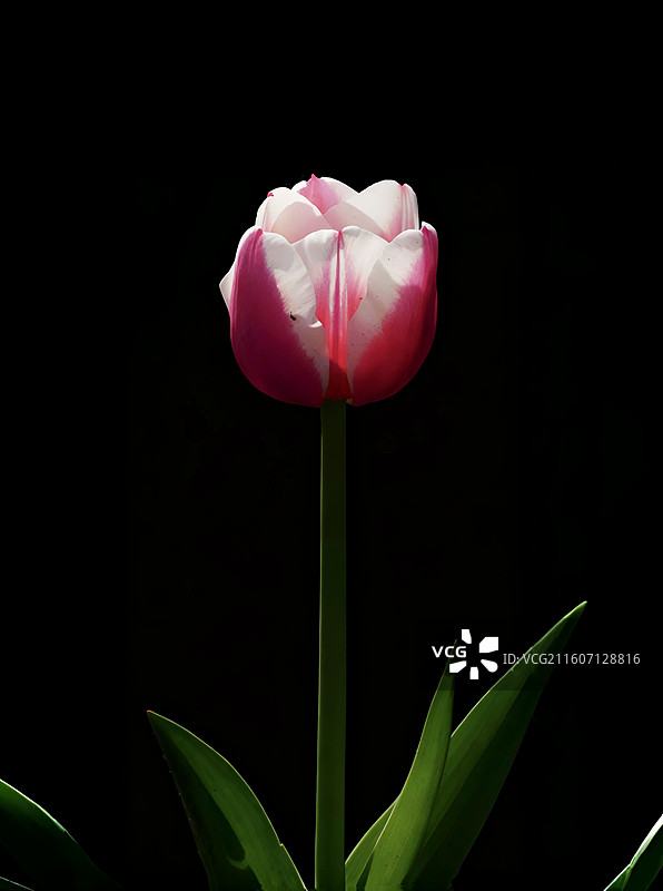 郁金香是百合科多年生球根花卉，花单朵顶生，呈杯状或碗状，花色丰富，艳丽夺目，是荷兰等国的国花图片素材