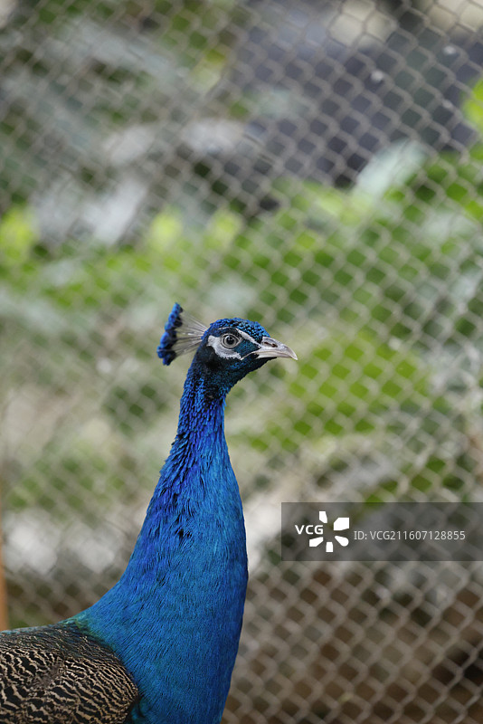 孔雀、蓝孔雀、绿孔雀、动物、飞禽、飞鸟、家禽图片素材