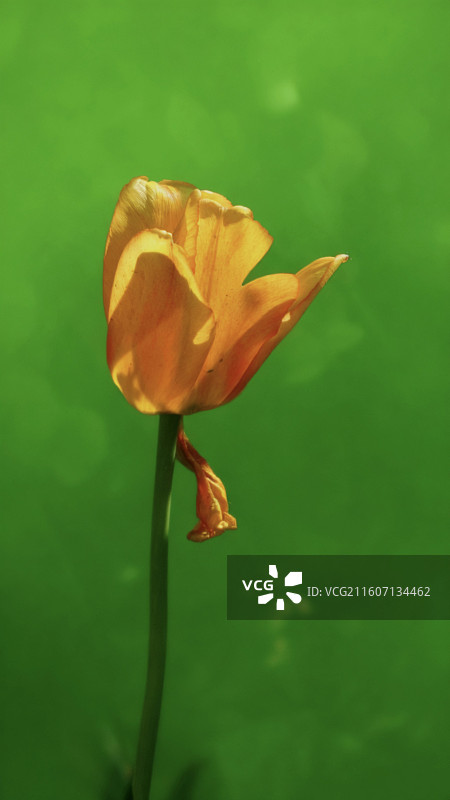 郁金香是百合科多年生球根花卉，花单朵顶生，呈杯状或碗状，花色丰富，艳丽夺目，是荷兰等国的国花图片素材