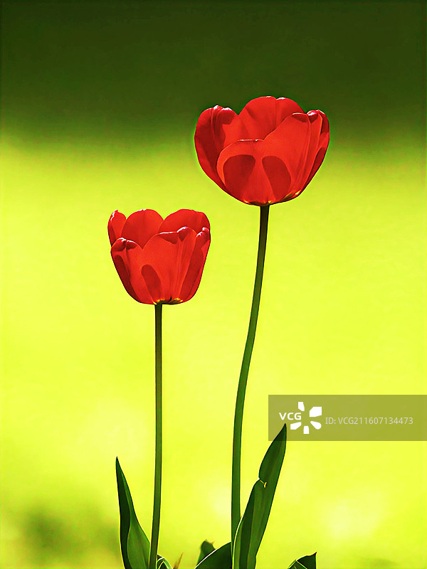 郁金香是百合科多年生球根花卉，花单朵顶生，呈杯状或碗状，花色丰富，艳丽夺目，是荷兰等国的国花图片素材