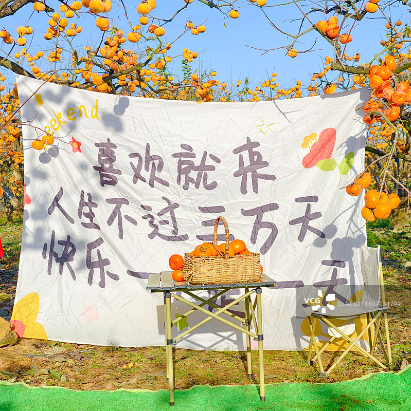 桂林恭城红岩村柿子黄了图片素材