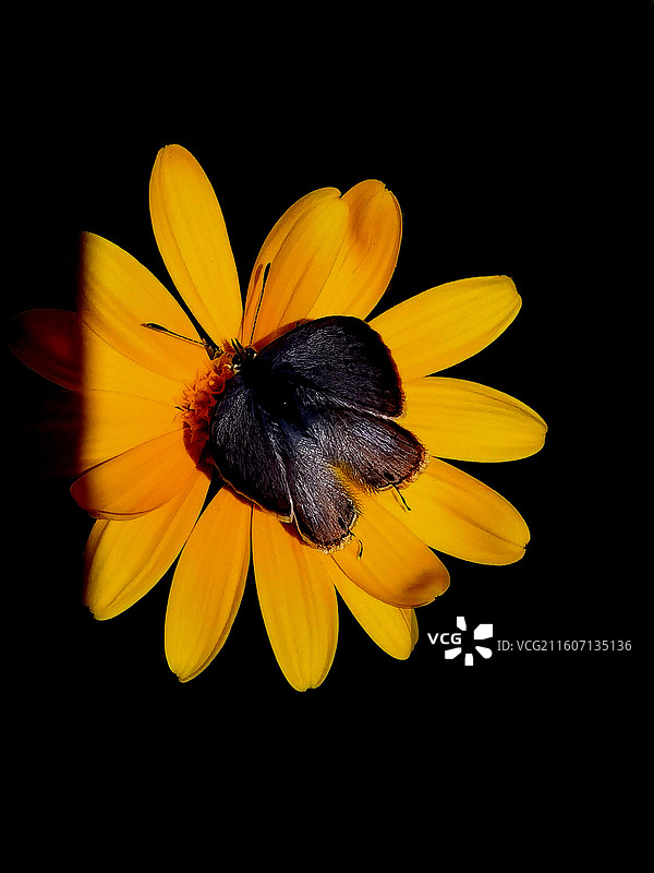 黄金菊和蝴蝶图片素材