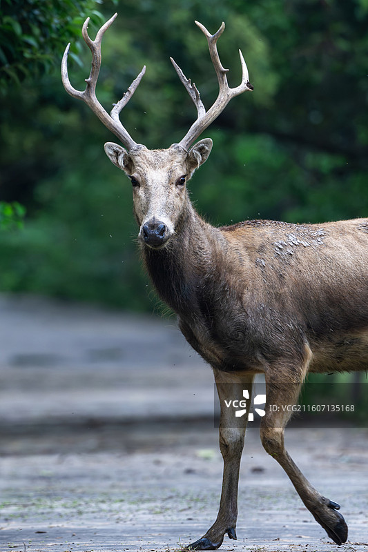 江苏盐城大丰麋鹿国家级自然保护区中的麋鹿图片素材